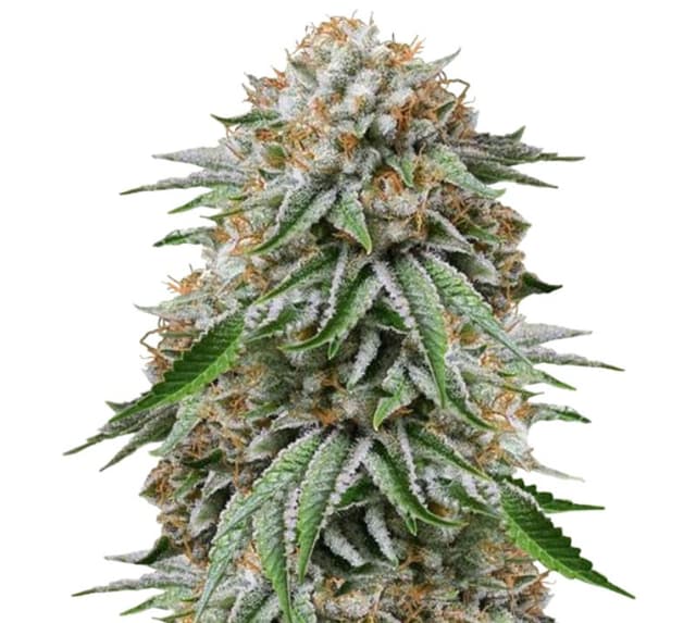 Emballage de graines de cannabis Go Time — Royal King Seeds France