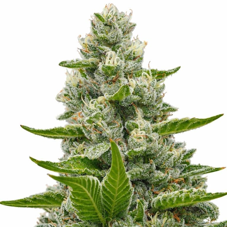 Goat Milk Feminized