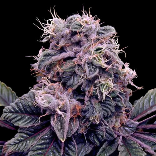 Emballage de graines de cannabis Goldberry — Royal King Seeds France