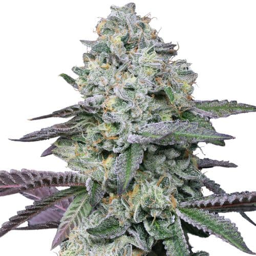 Emballage de graines de cannabis Goo — Royal King Seeds France