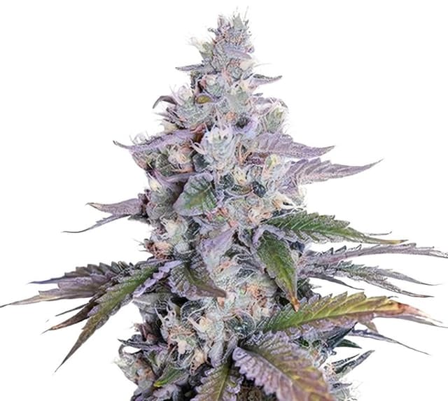 Emballage de graines de cannabis Grimace — Royal King Seeds France