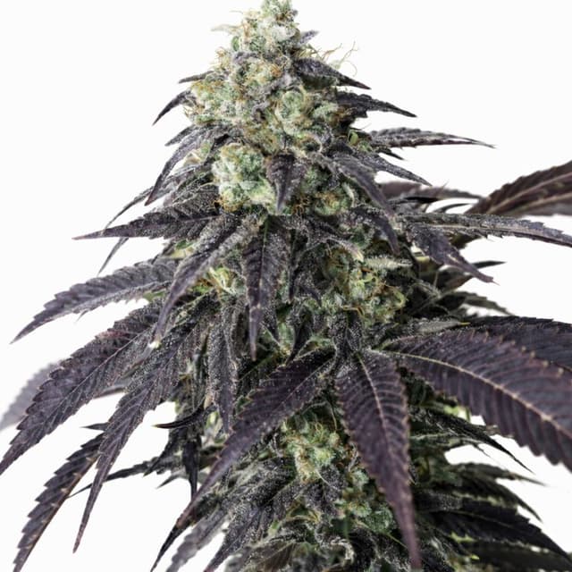 Emballage de graines de cannabis Headband — Royal King Seeds France