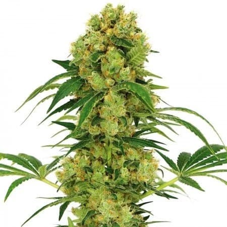 Emballage de graines de cannabis Hempstar — Royal King Seeds France