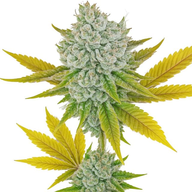 Emballage de graines de cannabis Illuminati — Royal King Seeds France