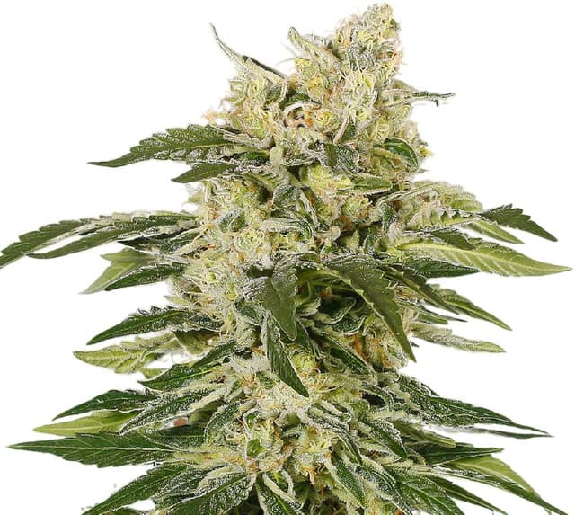 Emballage de graines de cannabis Jedi Kush — Royal King Seeds France