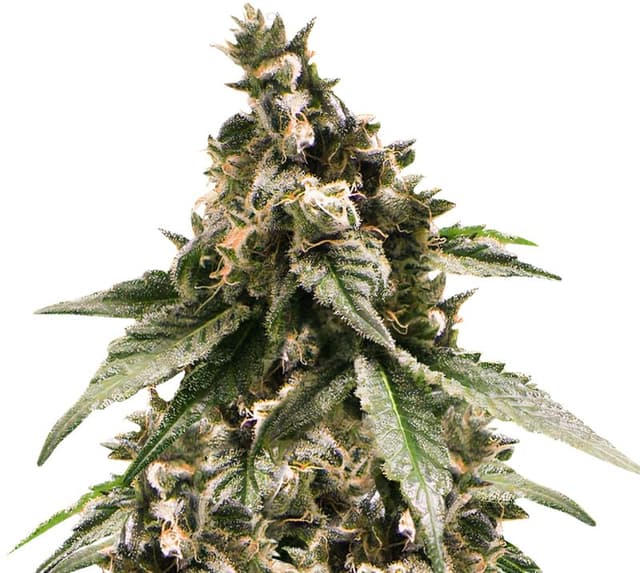 Emballage de graines de cannabis Jesus OG — Royal King Seeds France