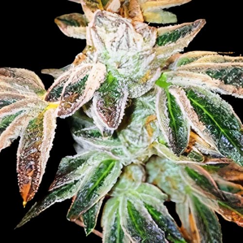 Emballage de graines de cannabis Jupiter OG — Royal King Seeds France