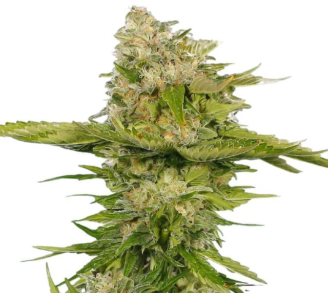 Emballage de graines de cannabis Kandy Kush — Royal King Seeds France