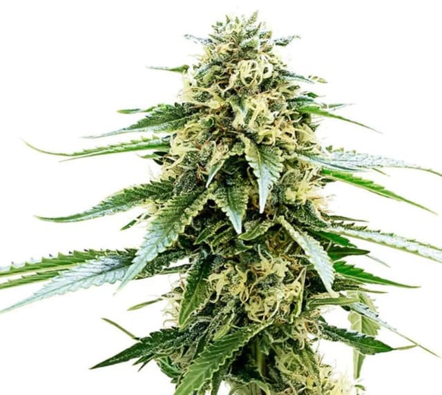 Emballage de graines de cannabis Kiwiskunk — Royal King Seeds France
