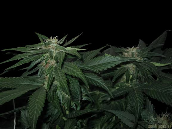 Emballage de graines de cannabis LA Woman — Royal King Seeds France