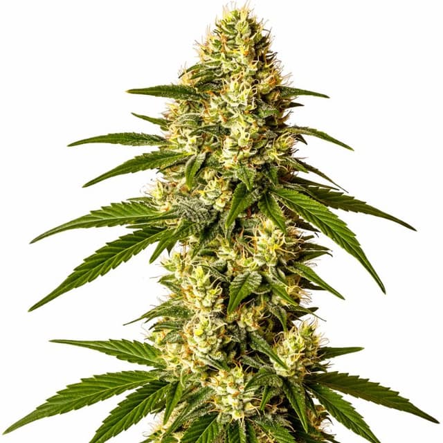 Emballage de graines de cannabis Lemon Kush — Royal King Seeds France