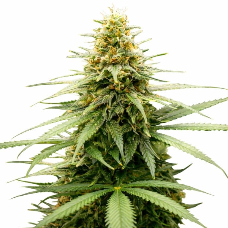 Lemon Skunk Auto