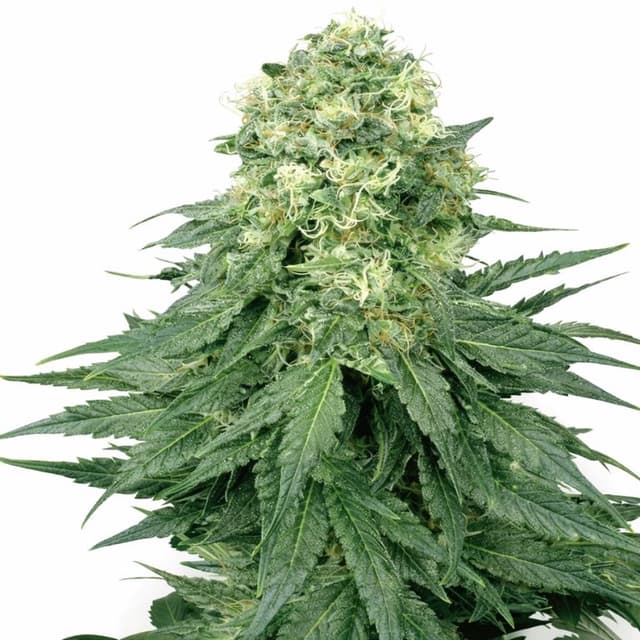 Emballage de graines de cannabis Lodi Dodi — Royal King Seeds France