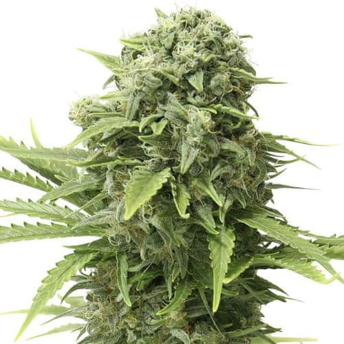 Emballage de graines de cannabis Mac 1 — Royal King Seeds France