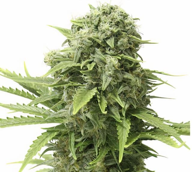 Emballage de graines de cannabis Mandala #1 — Royal King Seeds France