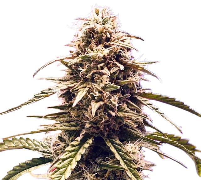 Emballage de graines de cannabis Misty Kush — Royal King Seeds France