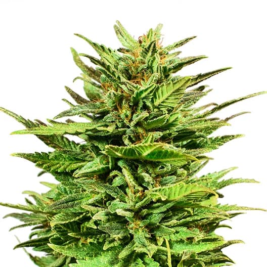 Emballage de graines de cannabis Mr. Tusk — Royal King Seeds France