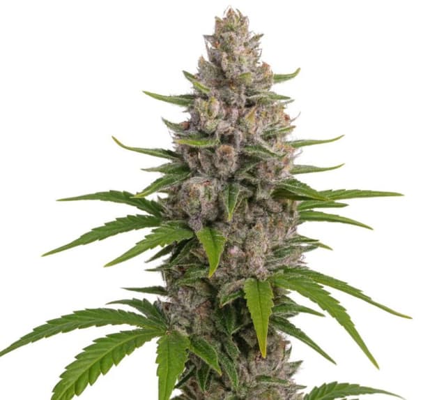 Emballage de graines de cannabis Pure Kush — Royal King Seeds France
