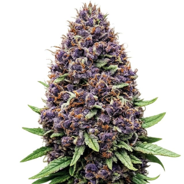 Emballage de graines de cannabis Purple OG — Royal King Seeds France