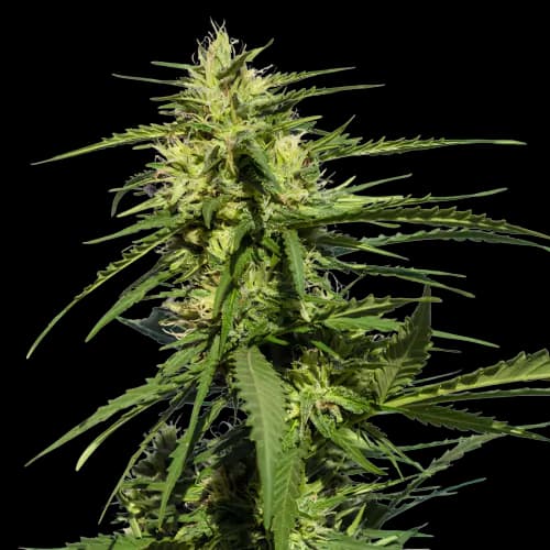 Emballage de graines de cannabis Querkle — Royal King Seeds France