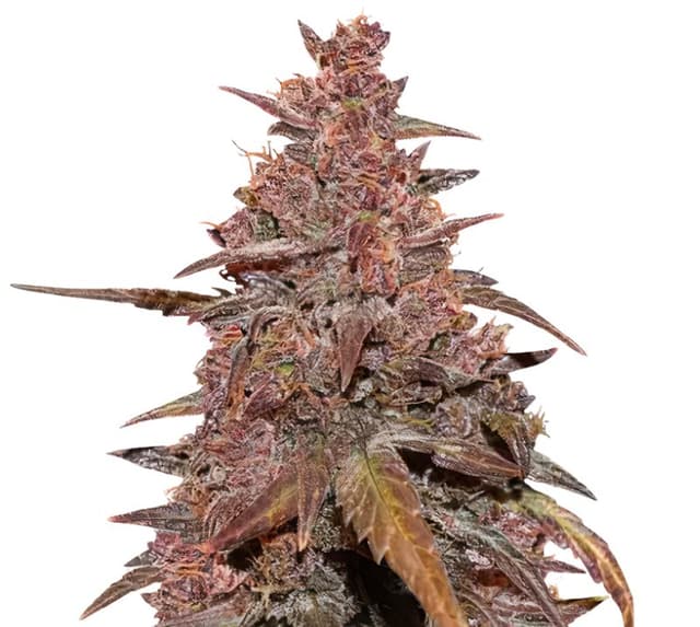 Emballage de graines de cannabis Red Congolese — Royal King Seeds France