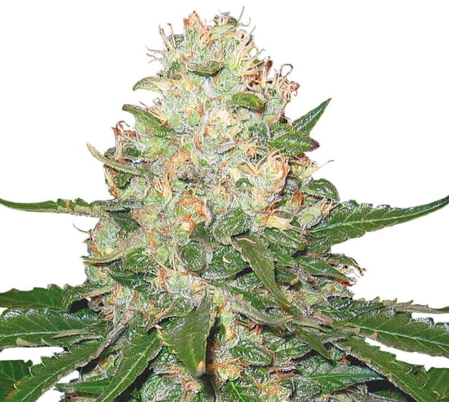 Rocklock Feminized