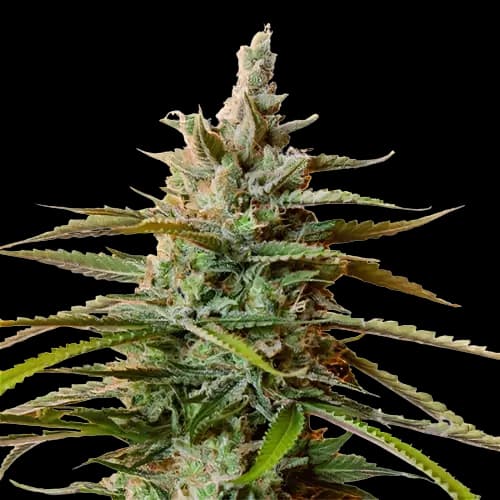 Emballage de graines de cannabis Rockstar — Royal King Seeds France