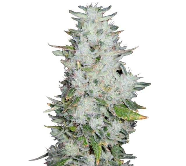 Emballage de graines de cannabis Romulan — Royal King Seeds France
