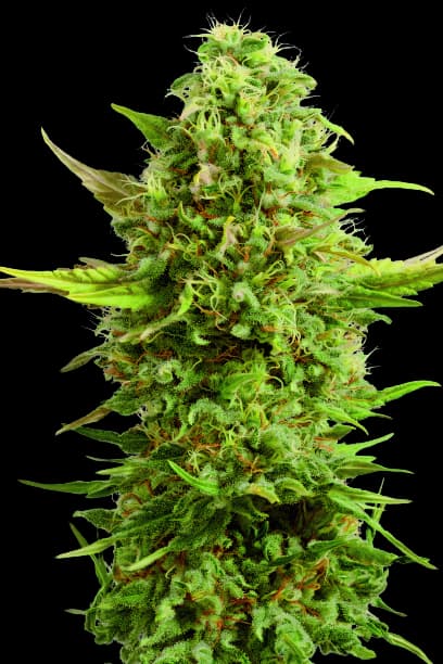 Emballage de graines de cannabis Royal Kush — Royal King Seeds France