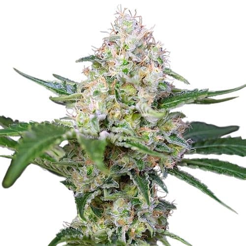 Emballage de graines de cannabis Runtz — Royal King Seeds France