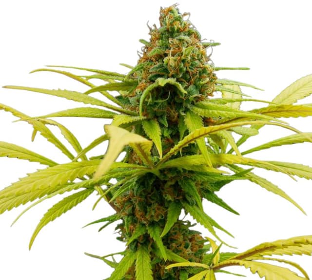 Emballage de graines de cannabis Sage N Sour — Royal King Seeds France