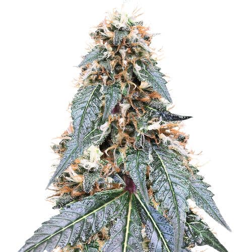 Emballage de graines de cannabis Somango — Royal King Seeds France