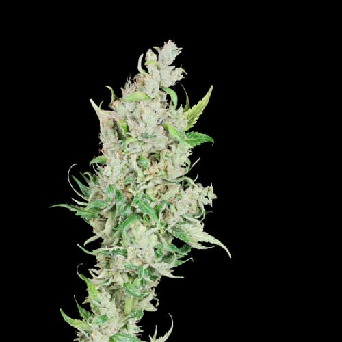 Emballage de graines de cannabis Sour Amnesia — Royal King Seeds France