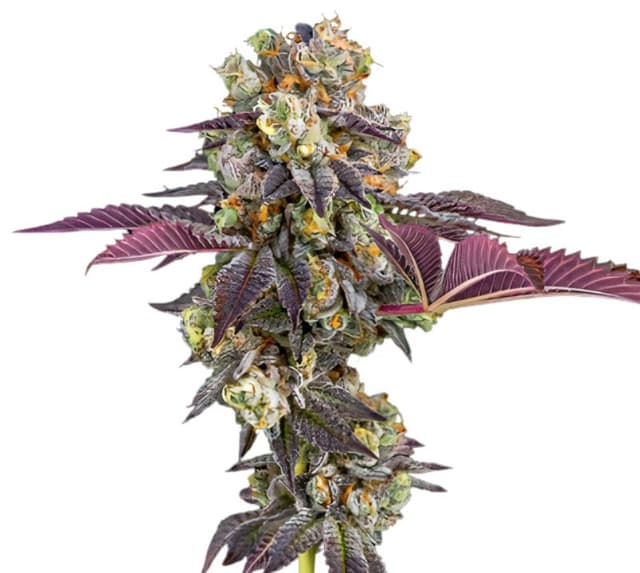 Emballage de graines de cannabis Strawberry Haze — Royal King Seeds France