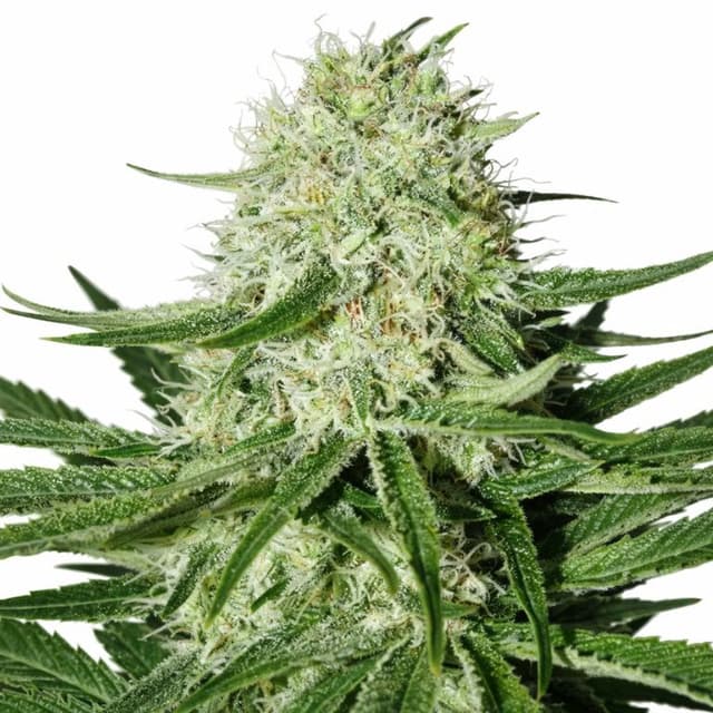 Emballage de graines de cannabis Suzy Q CBD — Royal King Seeds France
