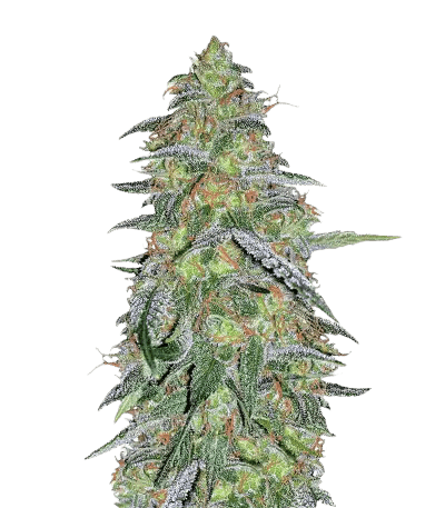 Emballage de graines de cannabis Tangilope — Royal King Seeds France