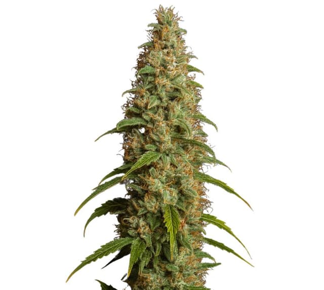 Emballage de graines de cannabis Thai — Royal King Seeds France