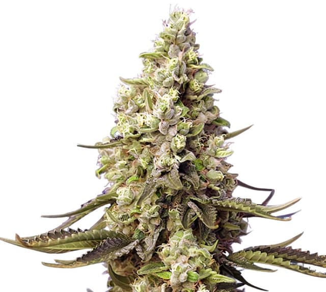 Emballage de graines de cannabis Violator Kush — Royal King Seeds France