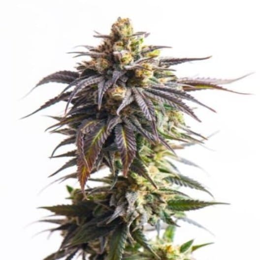 Emballage de graines de cannabis X-Files — Royal King Seeds France