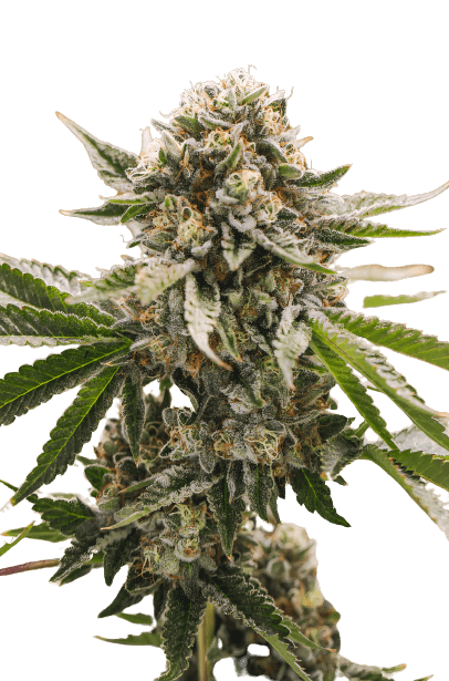 Emballage de graines de cannabis X-Wing — Royal King Seeds France