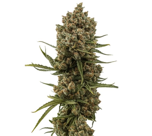 Emballage de graines de cannabis XJ-13 — Royal King Seeds France