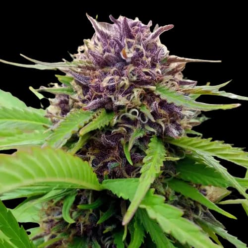 Emballage de graines de cannabis Amethyst — Royal King Seeds France