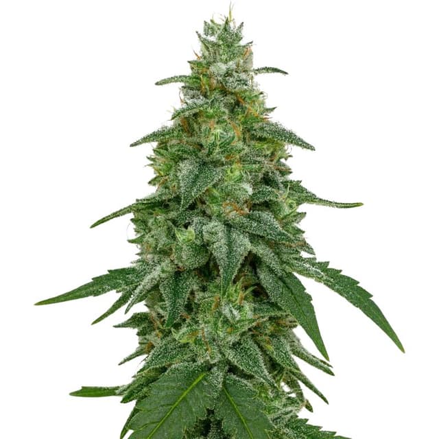Emballage de graines de cannabis Area 51 — Royal King Seeds France
