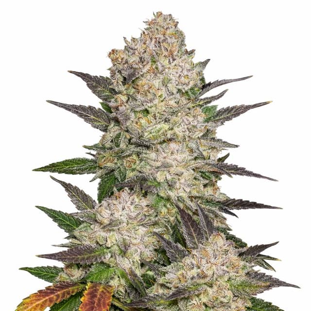 Emballage de graines de cannabis Cream — Royal King Seeds France
