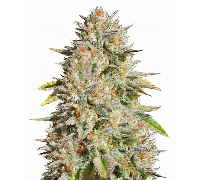 Emballage de graines de cannabis Harmonia — Royal King Seeds France
