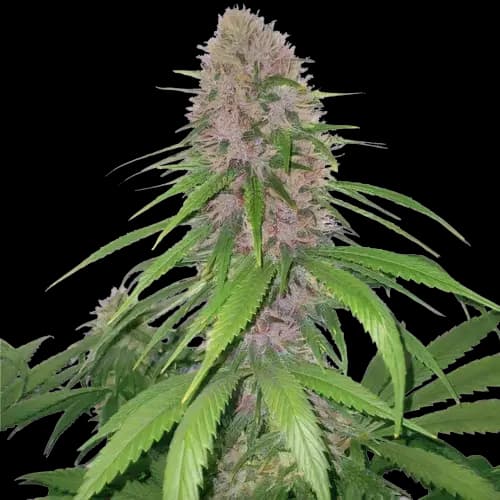 Emballage de graines de cannabis Magnum — Royal King Seeds France