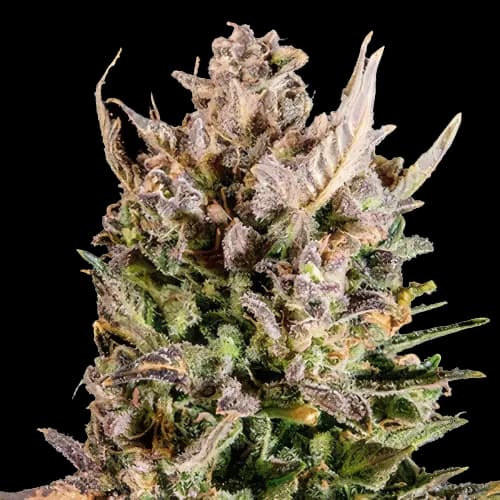 Emballage de graines de cannabis MK Ultra — Royal King Seeds France