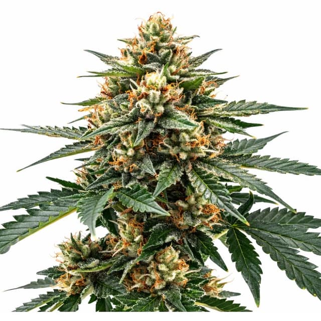 Emballage de graines de cannabis Raskal OG — Royal King Seeds France