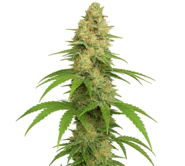 Emballage de graines de cannabis Sour Girl — Royal King Seeds France