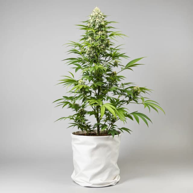 Emballage de graines de cannabis $100 OG — Royal King Seeds France